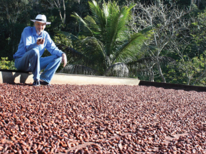 Conosciamo come nasce il cacao